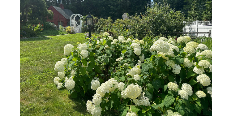 Cultivating with Kerri: Hydrangea Heaven