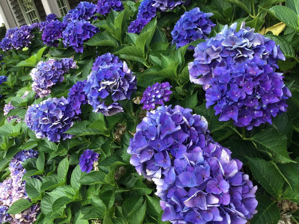 Hydrangea macrophylla in bloom this summer at the home of Kerri’s sister, Karen.