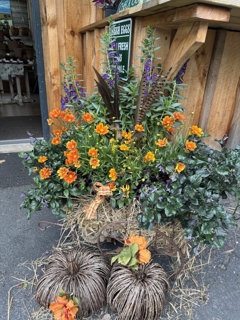 A fall planter at Gilbertie’s Garden Center, on Sylvan Lane, is sure to inspire you to make your own  - Photo Cathy Gilbertie Knipper