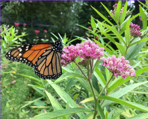 A monarch on swamp milkweed - Photo Alice Ely