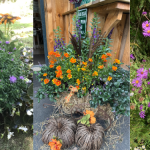Cultivating with Kerri: Consider asters for fall decorating