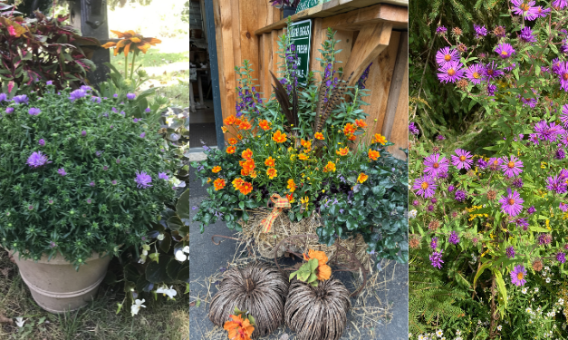 Cultivating with Kerri: Consider asters for fall decorating