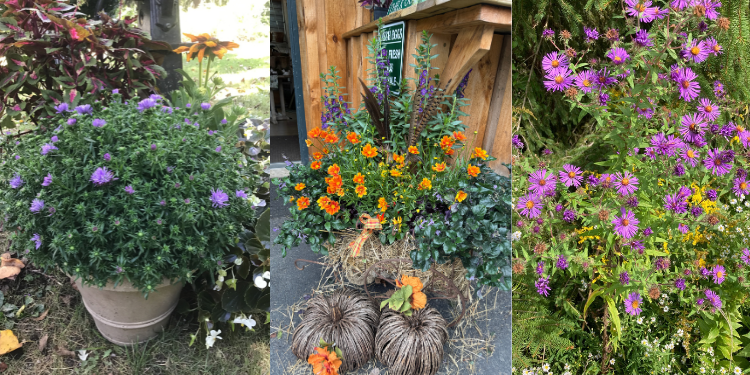 Cultivating with Kerri: Consider asters for fall decorating