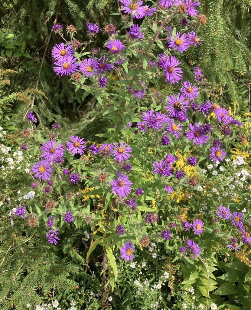 Some wild asters growing in Kerri’s yard - Photo Kerri Williams