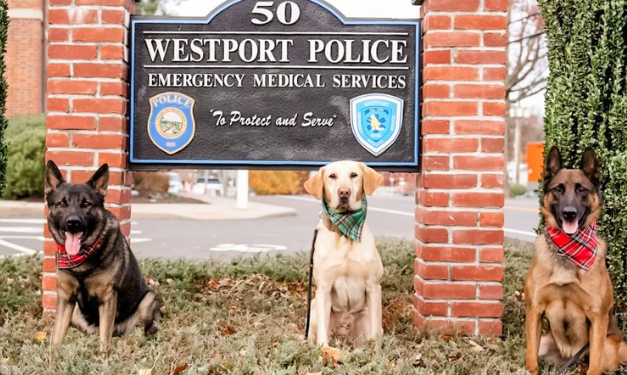 Westport K-9 unit benefits from cars and coffee tomorrow
