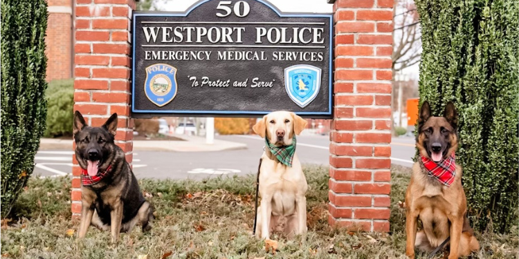 Westport K-9 unit benefits from cars and coffee tomorrow