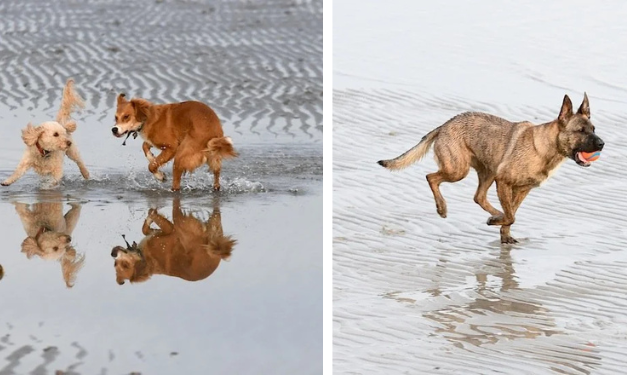 Unleash the beast! Beaches open to dogs Thursday