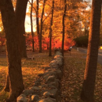 Cultivating with Kerri: fall foliage in Westport