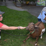 Wakeman Town Farm raises over $100,000 at annual fundraiser