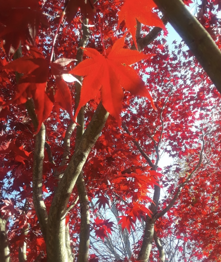 Some red maple leaves by Kerri’s home in Connecticut. Don’t forget to point the camera up.
Photo by Kerri Williams