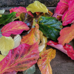Leaf it to us: town-wide leaf collection set