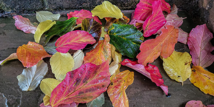 Leaf it to us: town-wide leaf collection set