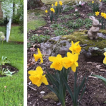 Cultivating with Kerri: plant some hope this fall
