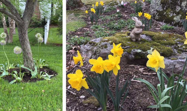 Cultivating with Kerri: plant some hope this fall