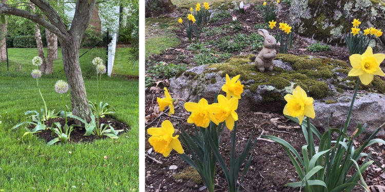 Cultivating with Kerri: plant some hope this fall