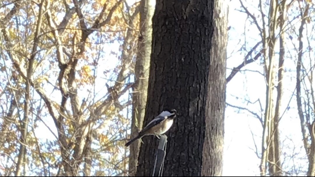 Cultivating with Kerri: This one is for the birds