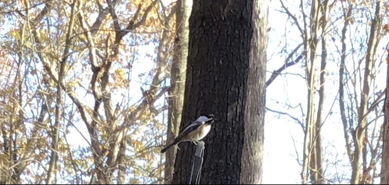 Cultivating with Kerri: This one is for the birds