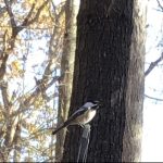 Cultivating with Kerri: This one is for the birds
