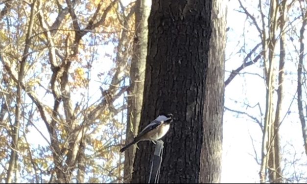 Cultivating with Kerri: This one is for the birds