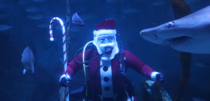 Shark diving Santa and more! Holiday events at The Maritime Aquarium at Norwalk
