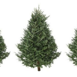 Done with your Christmas tree? Get Westport Scouts to take it away