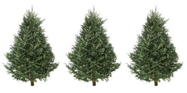 Done with your Christmas tree? Get Westport Scouts to take it away