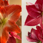 Cultivating With Kerri–Need a last-minute gift?  – Try a plant!