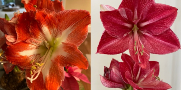 Kerri’s friend and former Connecticut neighbor is known for gifting and growing amaryllis. Here are two of her favorites through the years - Photo Kim Verdries
