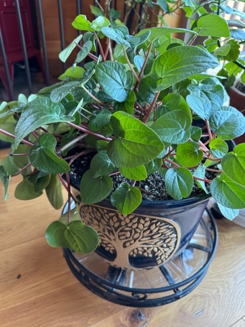 Cathy Gilbertie recommends Peperomia as an easy to grow houseplant and gift - Contributed photo