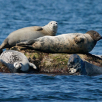 A winter safari: Seal and bird cruises from the Maritime Aquarium at Norwalk are back