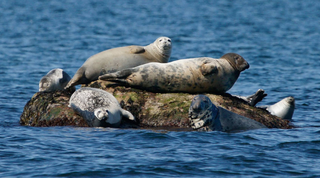 A winter safari: Seal and bird cruises from the Maritime Aquarium at Norwalk are back