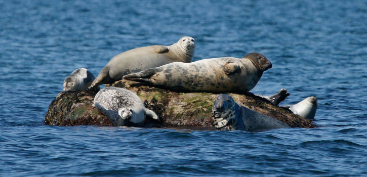 A winter safari: Seal and bird cruises from the Maritime Aquarium at Norwalk are back