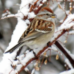 Winter Naturalist Program begins this week at Fairfield Nature Center