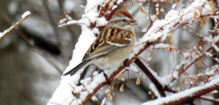 Winter Naturalist Program begins this week at Fairfield Nature Center