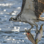 Concerned by population drop, Connecticut Audubon Society looks to conduct osprey prey study this year