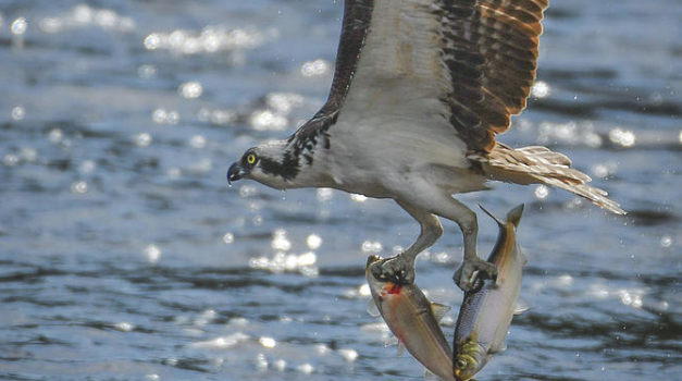 Concerned by population drop, Connecticut Audubon Society looks to conduct osprey prey study this year