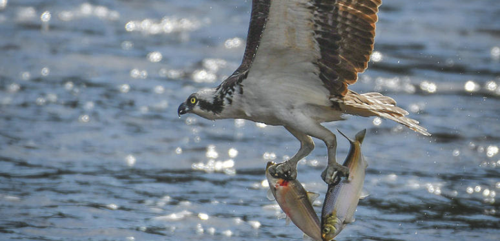 Concerned by population drop, Connecticut Audubon Society looks to conduct osprey prey study this year