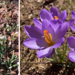 Cultivating With Kerri: the joys of early spring in the garden