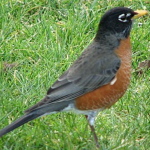 Cultivating with Kerri: Strutting into spring with the American Robin
