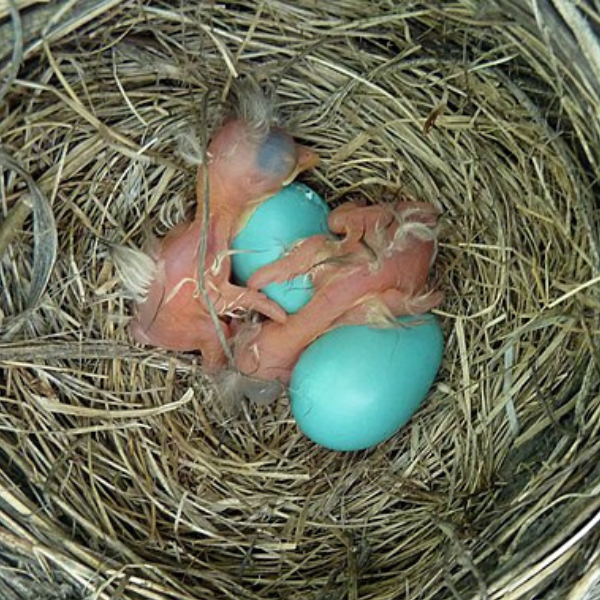 Hatching robin eggs - Photo gardener41 Wikipedia Commons
