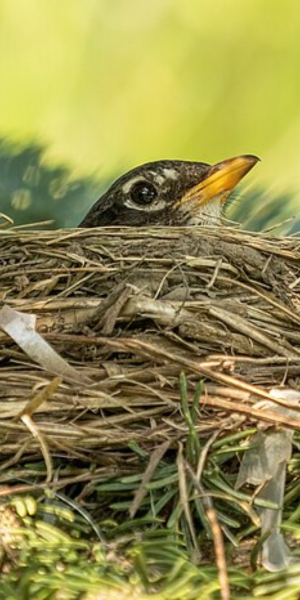 Robin peering from nest - Photo Rhododendrites Wikipedia Commons