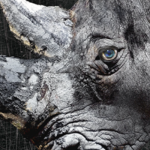 Yale Repertory Theatre begins “Rhinoceros” this week