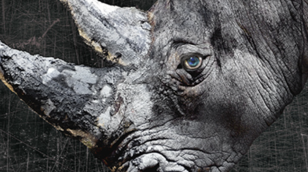 Yale Repertory Theatre begins “Rhinoceros” this week