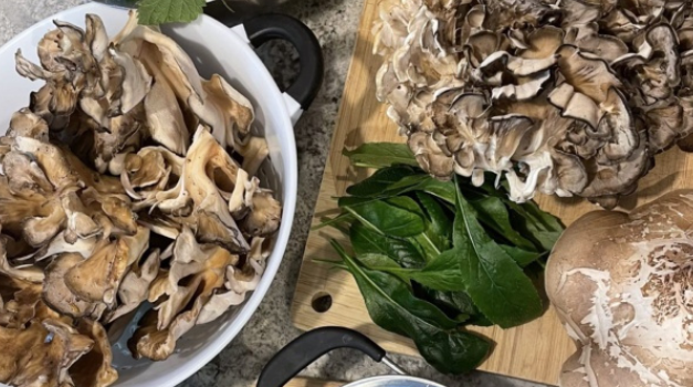 New series at Fairfield Nature Center focuses on foraging and wild edibles