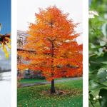 Arbor Day give-away: flowering shrubs or a medium-sized tree