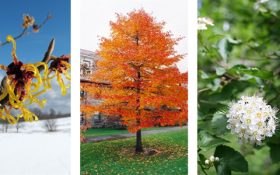 Arbor Day give-away: flowering shrubs or a medium-sized tree