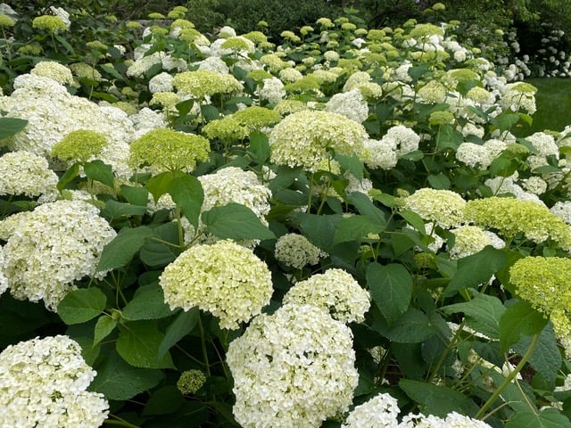 Hydrangea