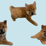 WASA has pups available for spring