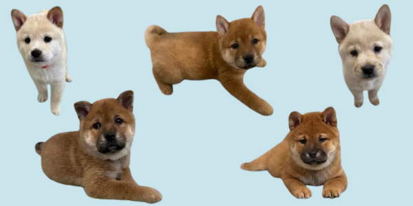 WASA has pups available for spring