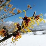 Witch hazel